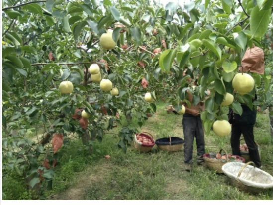 �������ǿΪ�����ѳ����ι����