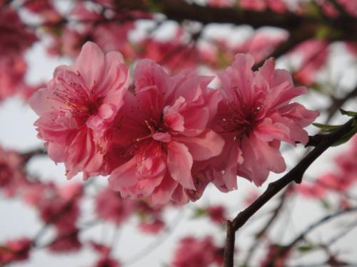 ��ɽ���ѿ�