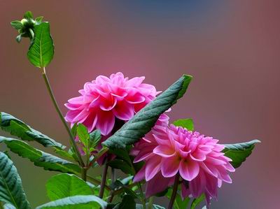 �Ҹ�����