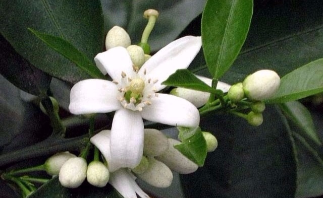 �Ȼ�������