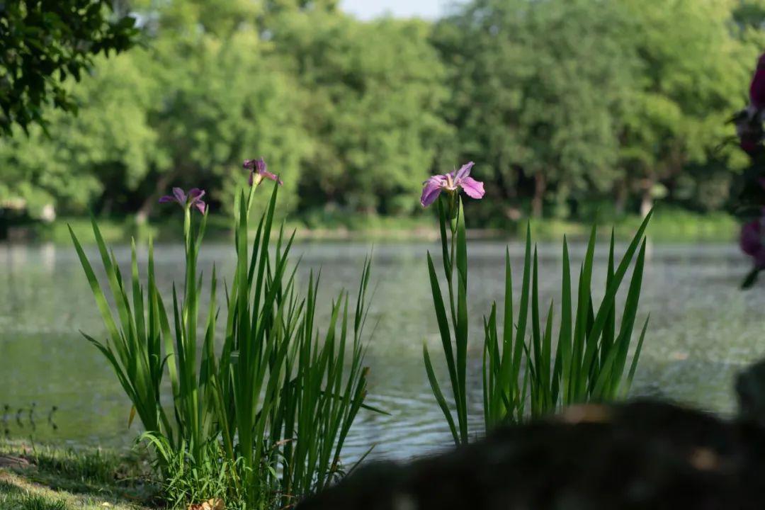 ӵ������