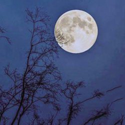 վ�ڸߴ����¹�