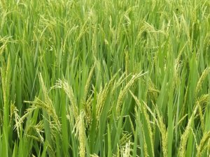 ����ʢ��дʵ��������Ӱ��