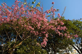 ���ſڵ����������