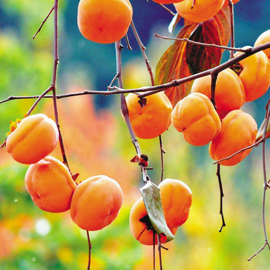 Т��������Ӻ���