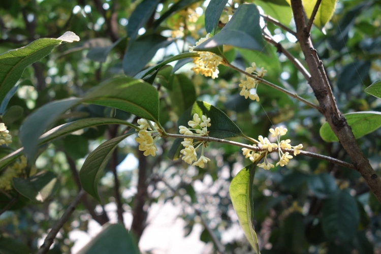 ���Ź���