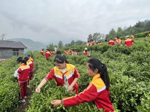 �����к���������������Сѧ����ѧ���вɲ�æ