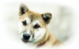 ��ί������ֻ���ﹷ