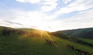 ����ĸ￪��40���꣺������ó��֯���й�������ʵ�ֹ�Ӯ