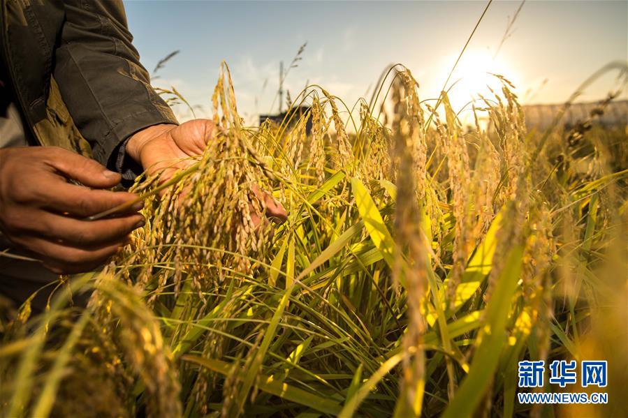 ���»�ȫýͷ����ͼ�Ļ�������5������ͬ���ٳ�������ϰ��ƽ�����ͬ��ϯ2019��ȫ�������˴��������ЭίԱ���̹��Ǽ�ʵ