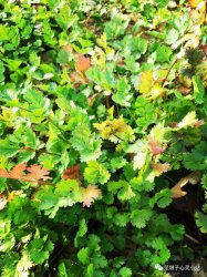 �����Ӷ�ƪС˵�����Ҵ�δ������ȸ������