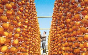 йƶ棨2017:Էǳٴƶ